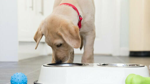 Feeding Your Puppy The Complete Guide Purina